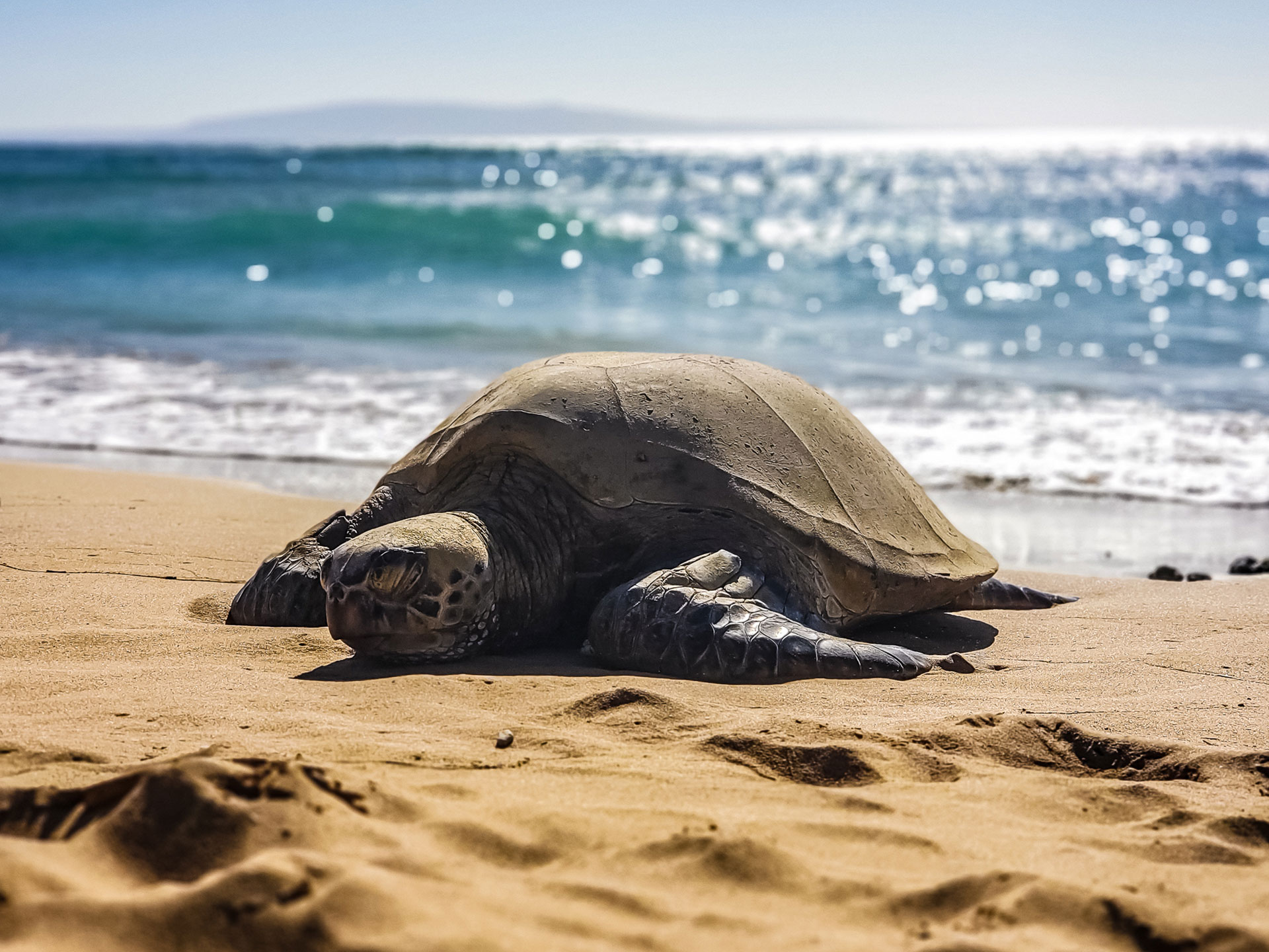Hawaiian Sea Turtle